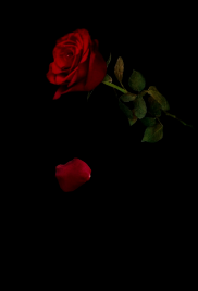 Roses of Venom