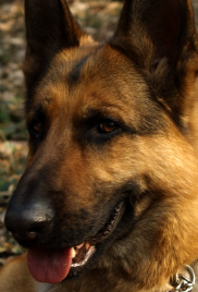 Dog Person