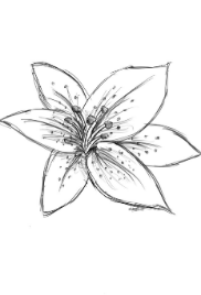 Lily (2nd Draft)