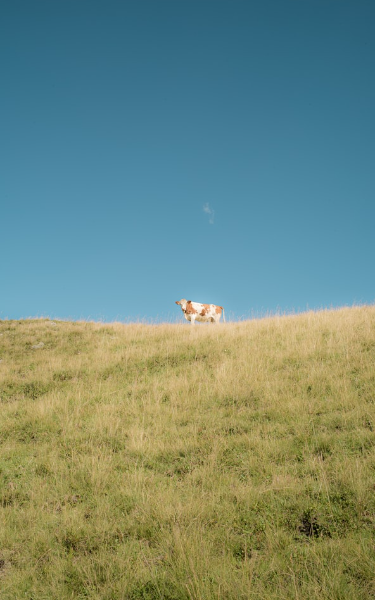 Wild Things