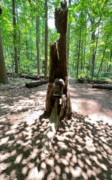 The Fairy Trail