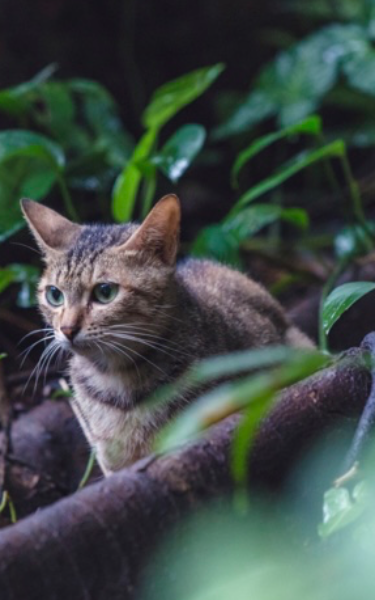 Profile Image for Catnapped