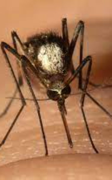 Cover Image for Mosquitoes